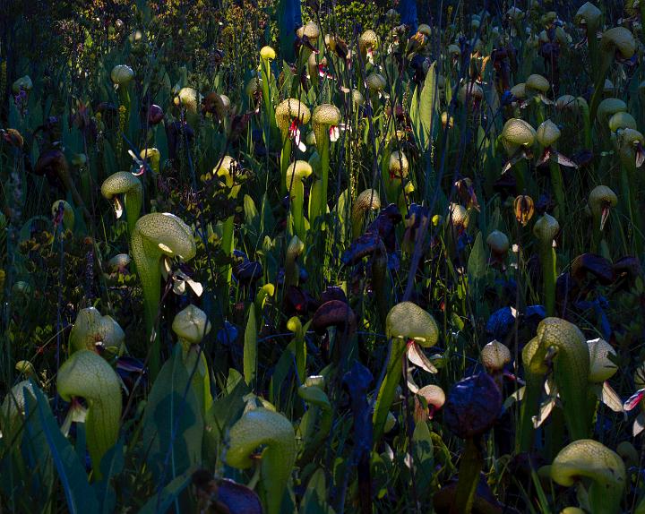 Darlingtonia Fen 12-2162.jpg